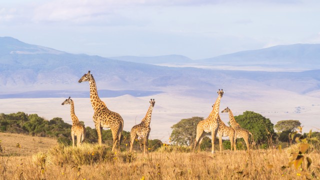 Giraffe nel Ngorongoro Crater