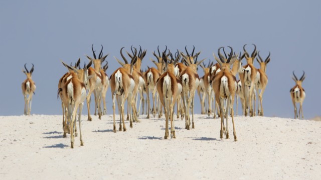 Etosha impala | Namibia Viaggi