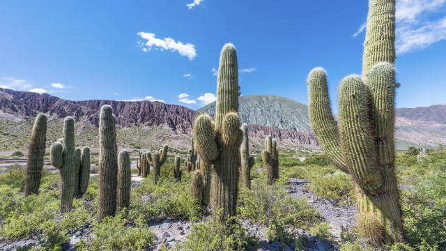 Quebrada de Humahuaca