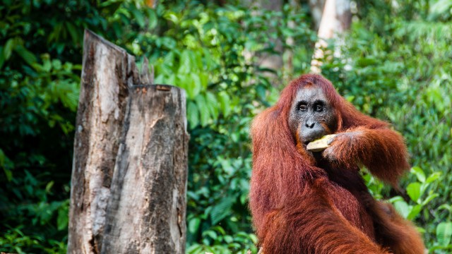 Orang Utan Tanjung Puting NP | Itinerario Indonesia 3 settimane