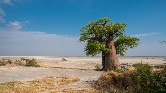 Kubu Island | Safari in Botswana