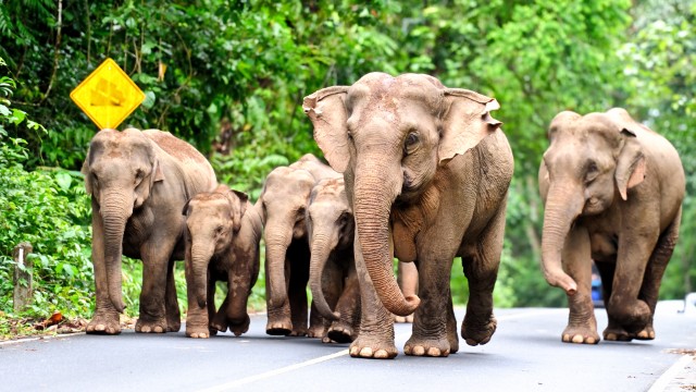 Elefanti nel Kui Buri National Park | Viaggio Thailandia