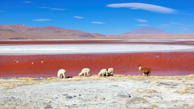 Laguna Colorada | Perù e Bolivia