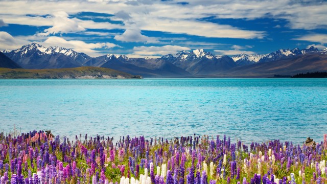 Lake Tekapo | Itinerario Nuova Zelanda 20 giorni