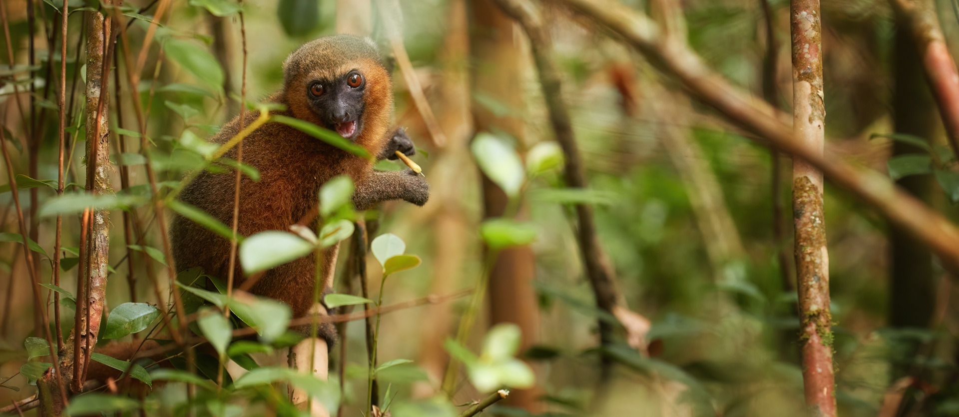 Madagascar Il Meglio