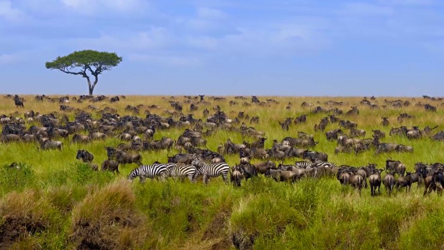 Zebre e gnu nel Maasai Mara