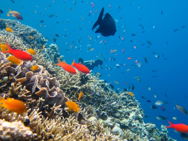 Snorkeling alle isole Gili