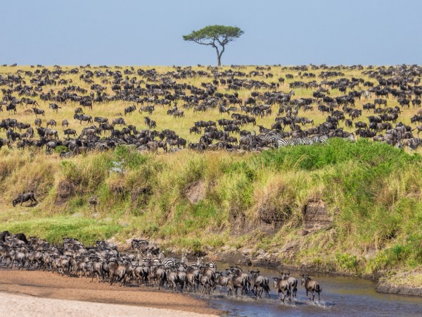 Osservare la Grande Migrazione nel Serengeti