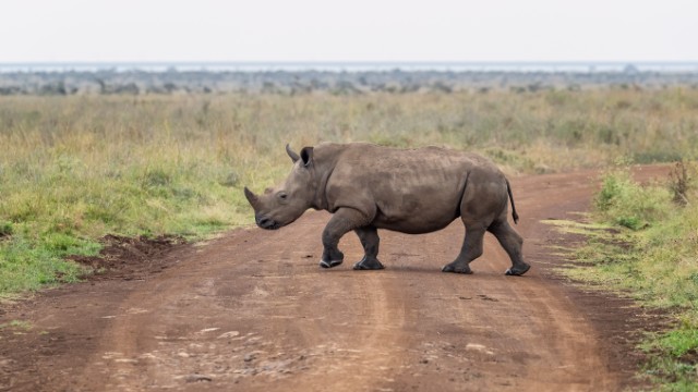 Elefante che attraversa la strada nel Nairobi National Park