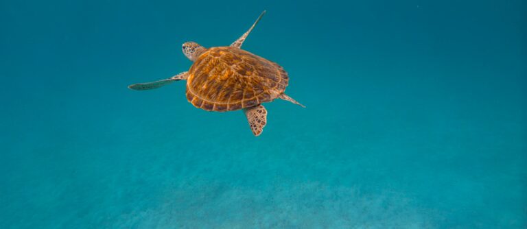 Le meraviglie della Penisola Malese