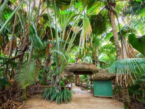 Immergersi nella foresta tropicale della Vallee de Mai, a Praslin