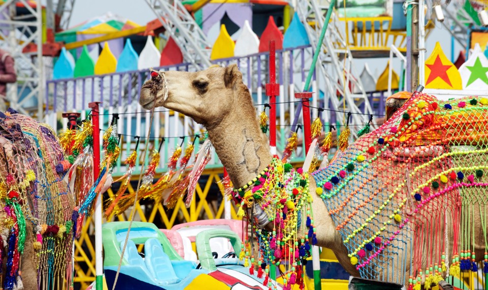I cammelli della Pushkar Camel Fair | Cosa vedere in India