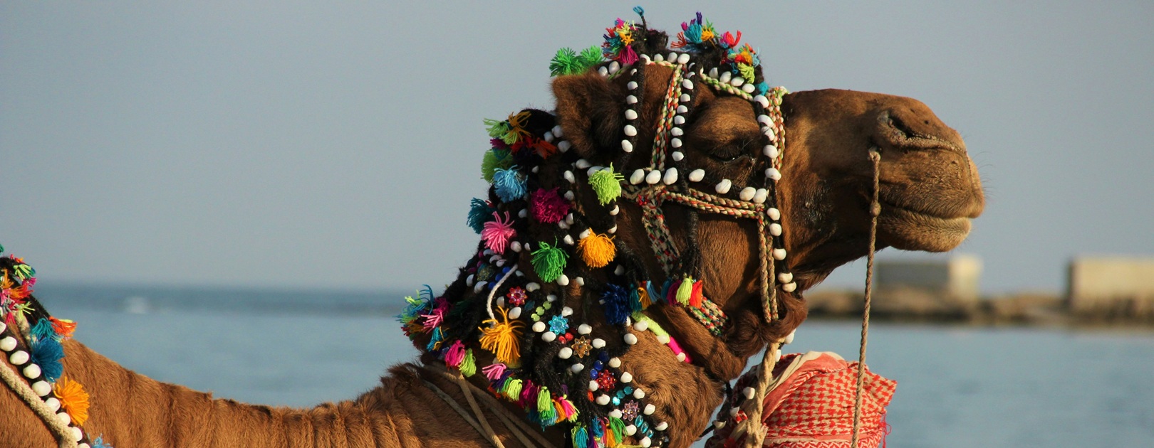 Pushkar Camel Fair