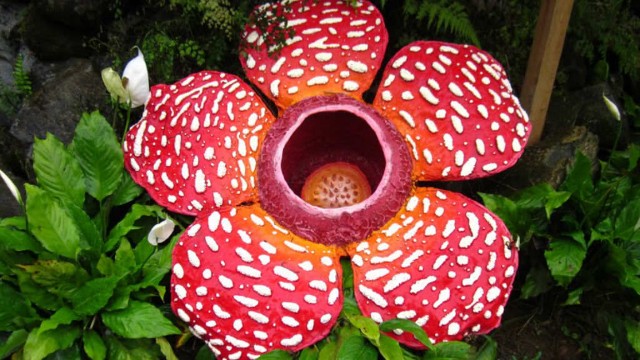 Rafflesia | Viaggio Thailandia