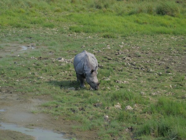 Andare alla ricerca del rinoceronte indiano nel Parco Nazionale di Kaziranga