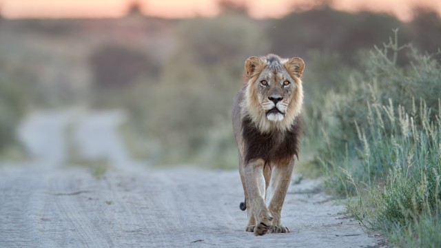 Safari Central Kalahari Game Reserve | Safari in Botswana