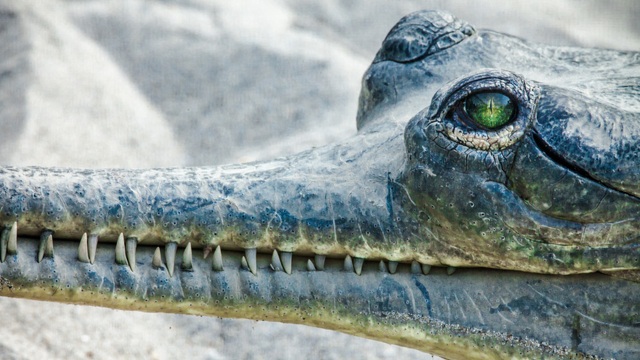 Coccodrillo Chitwan Park | Tour in Nepal