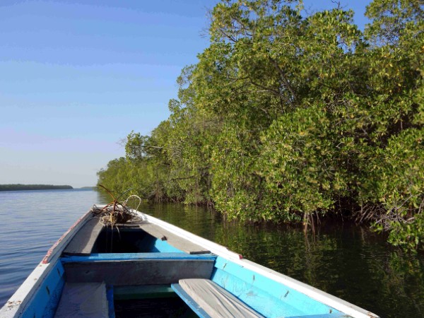 Navigare tra le mangrovie del Delta del Saloum
