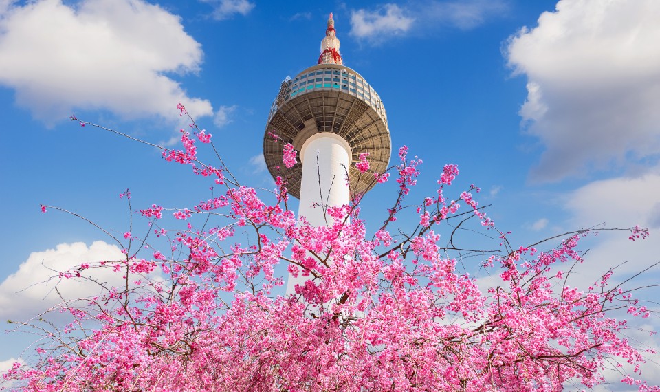 La Seoul Tower tra i fiori di ciliegio | Corea del Sud: la capitale Seoul