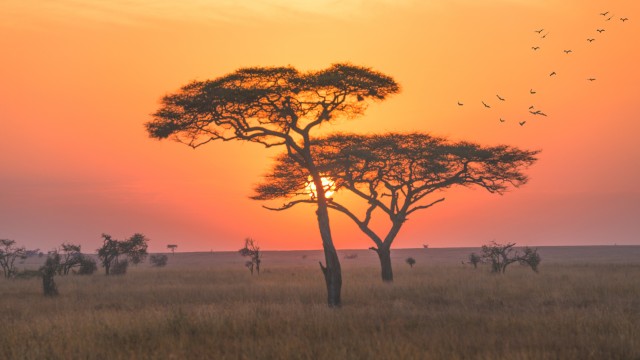 Giraffe al tramonto nel Serengeti