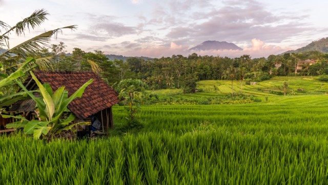 Tranquille e verdi risaie di Sidemen | Viaggio a Bali