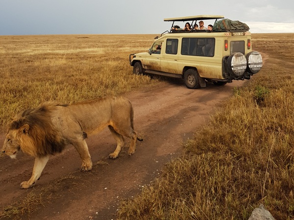 Conoscere simba e l'intera famiglia dei leoni