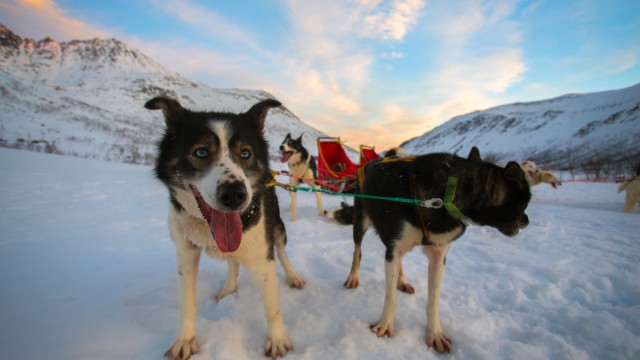 Sleddog Tromso | Aurora Boreale Norvegia