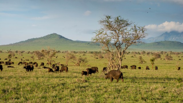 Bufali a Taita Hills | Safari in Kenya