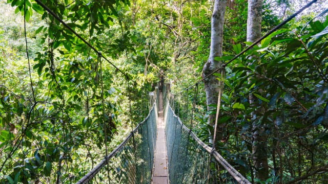 Taman Negara NP Canopy Walk | Tour Malesia