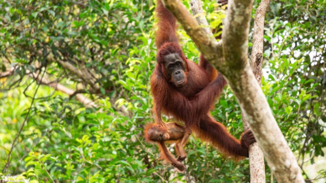 Tanjung NP | Itinerario Indonesia 3 settimane