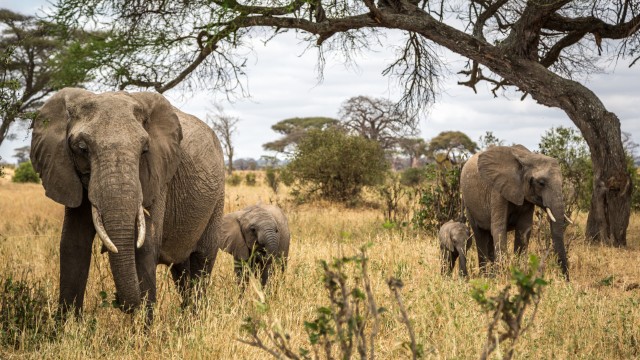 Famiglia di elefanti nel Tarangire