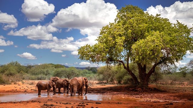 Elefanti nello Tsavo East National Park | Safari in Kenya