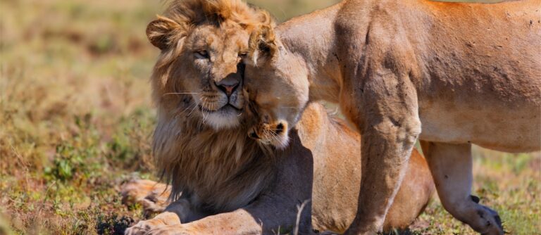 Viaggio di Nozze Tanzania e Zanzibar