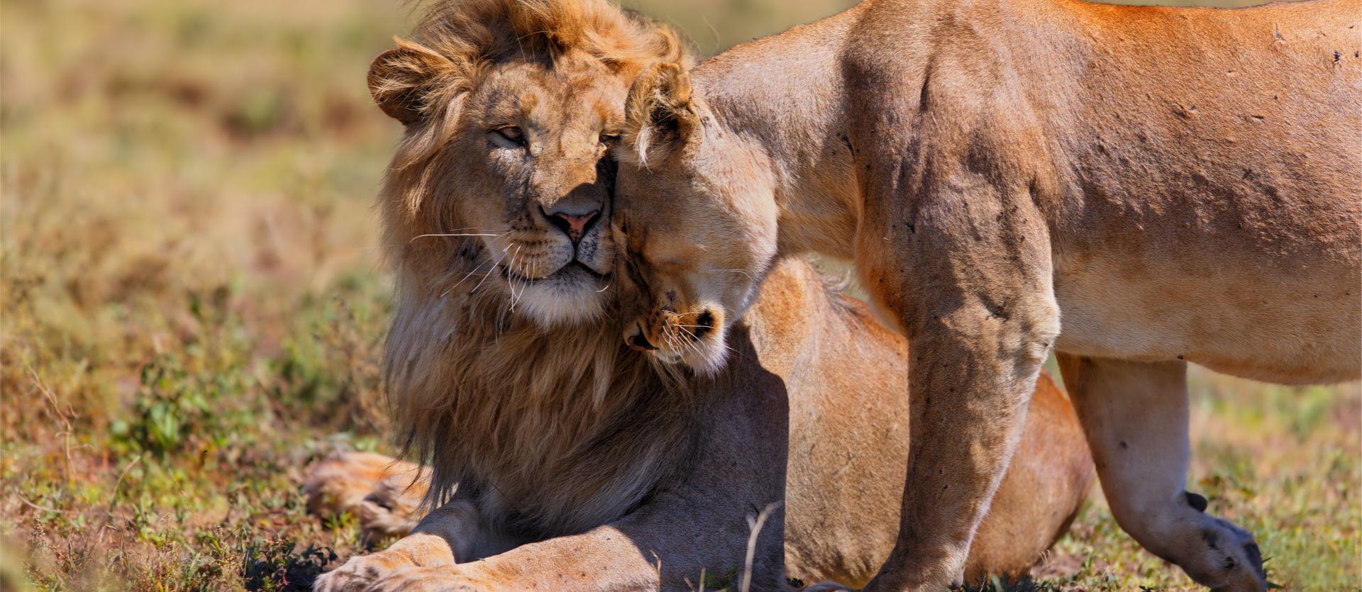 Viaggio di Nozze Tanzania e Zanzibar