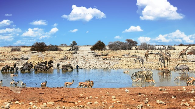 Pozza all'Etosha National Park