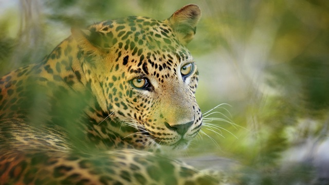 Leopardo nello Yala National Park | Tour in Sri Lanka