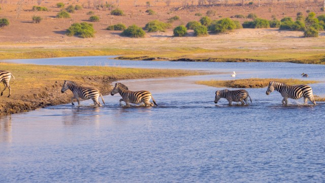 Zebre che attraversano il Chobe River