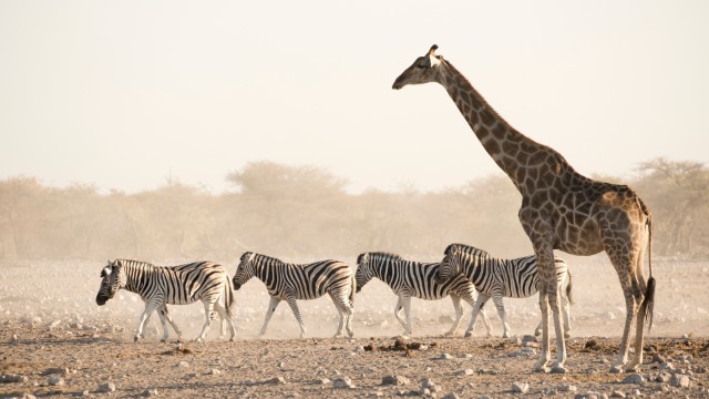 Etosha National Park