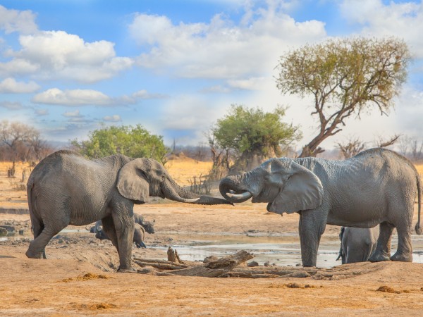 Elefanti | Zimbabwe Viaggio