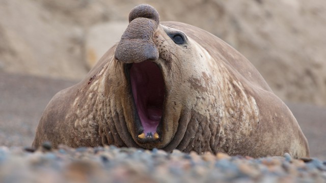 Penisola Valdes | Viaggio in Argentina