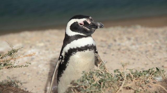 Penisola Valdes | Viaggio in Argentina