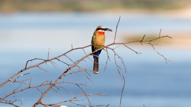 Caprivi, mangia insetti