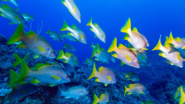 Cayo Largo | Viaggio di Nozze Cuba