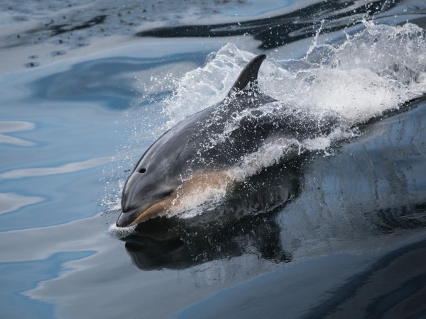 Delfini Milford Sound | Nuova Zelanda Viaggio