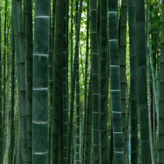 La foresta di bamboo di Damyang