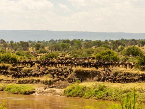 La Grande Migrazione degli gnu nel Serengeti | Tanzania Viaggio