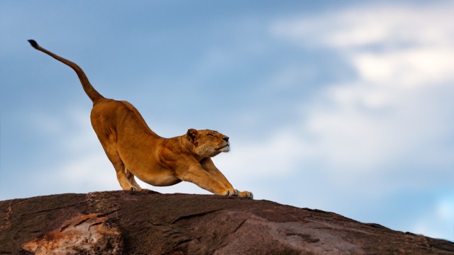 Leonessa Maasai Mara