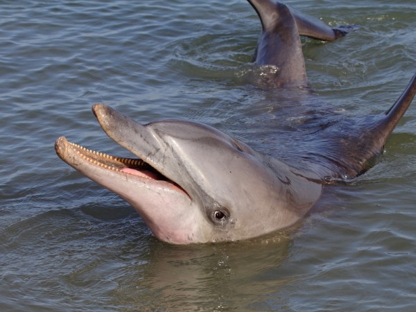 Monkey Mia | Australia Viaggio