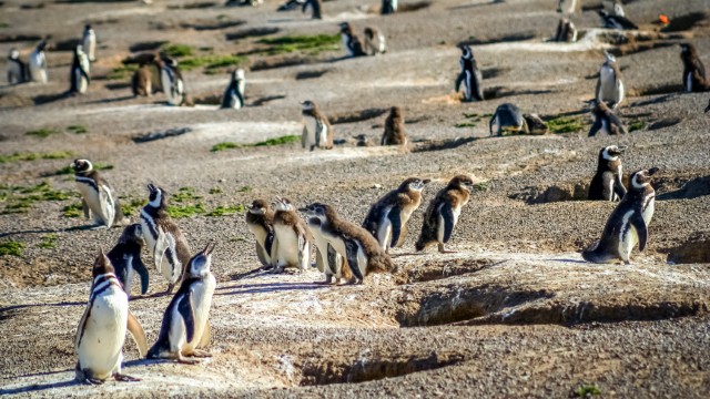 Punta Tombo | Viaggio in Argentina