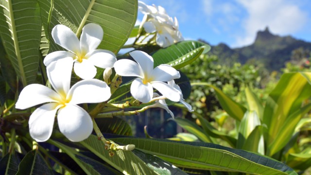 Rarotonga Island | Viaggio di nozze Nuova Zelanda